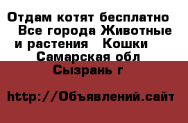 Отдам котят бесплатно  - Все города Животные и растения » Кошки   . Самарская обл.,Сызрань г.